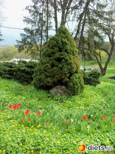Выставка тюльпанов, альбом: ВЕСНА