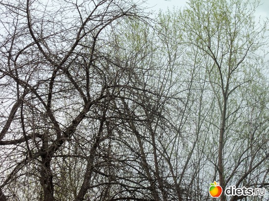 19 фото: ВЕСНА