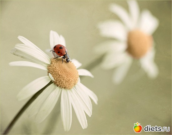 37 ����: ������ �������� ��������