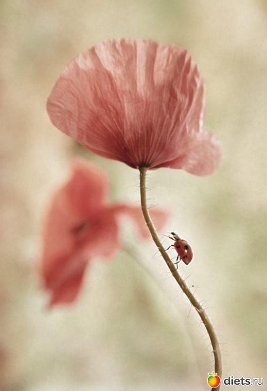 38 ����: ������ �������� ��������