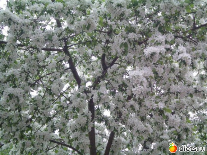 Весна, альбом: Природа