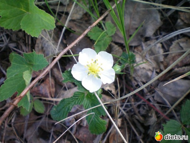 Земляника зацвела, альбом: Природа