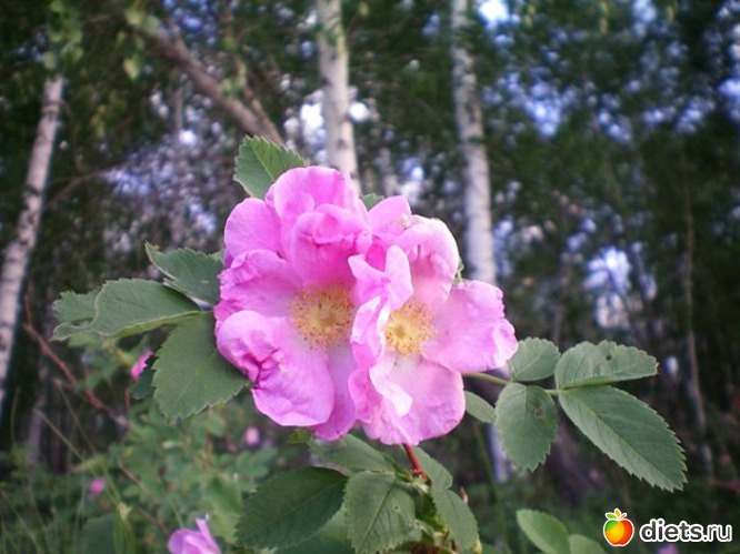 ��������, ������: �������