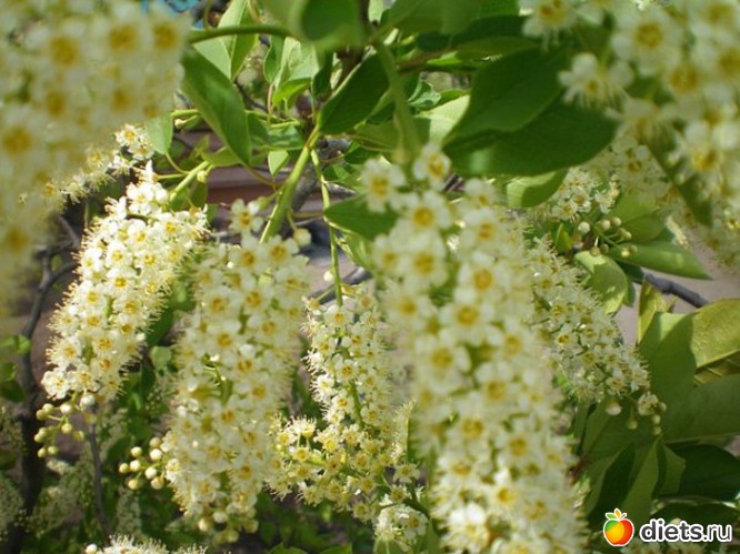 ��������, ������: �������