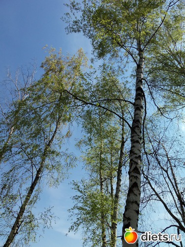 80 фото: ВЕСНА