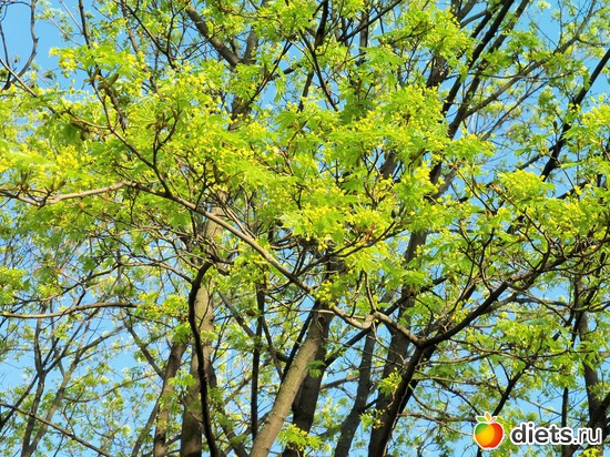 96 фото: ВЕСНА