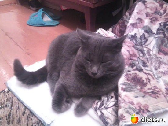 2 фото: мой киса))