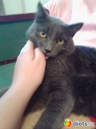 3 ����: ��� ����))