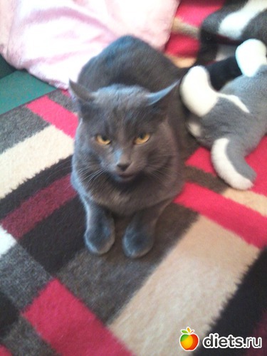 4 ����: ��� ����))