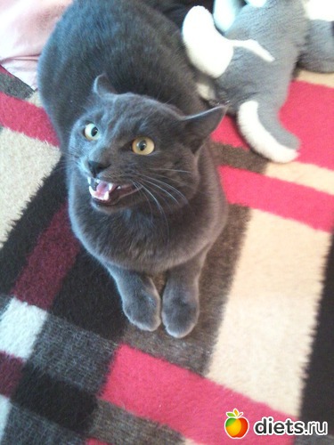 5 ����: ��� ����))