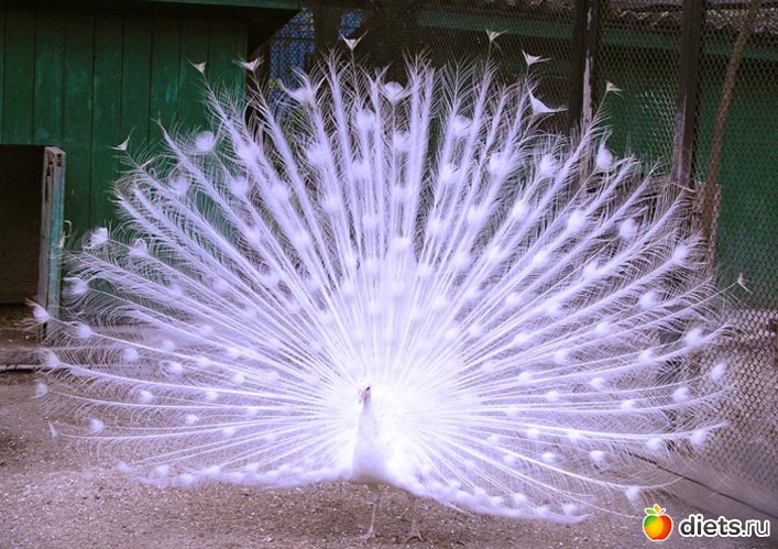 177 фото: индийские браслеты