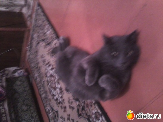 7 фото: мой киса))