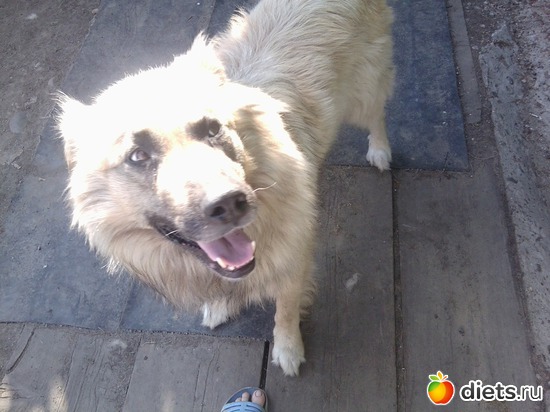 1 фото: мой псинка))