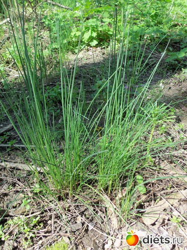 64 фото: ВЕСНА