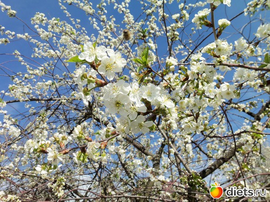 67 фото: ВЕСНА