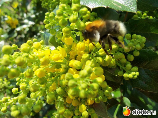 68 фото: ВЕСНА