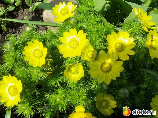 70 фото: ВЕСНА