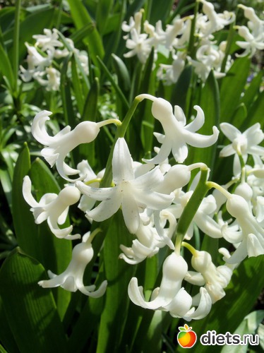 71 фото: ВЕСНА