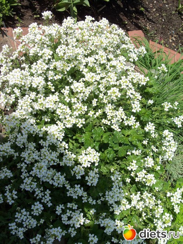 74 фото: ВЕСНА