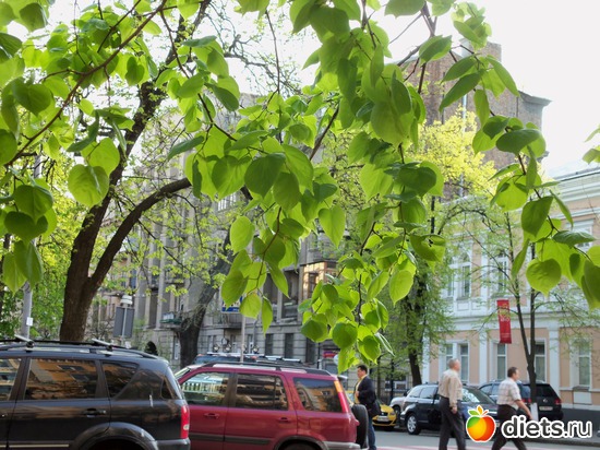 2 фото: Знакомый уютный Киев. Весна. 2012