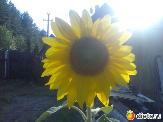 ��������� �� �� �������� �������., ������: ���� �� ����