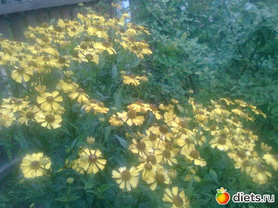 12 фото: хочу на дачу