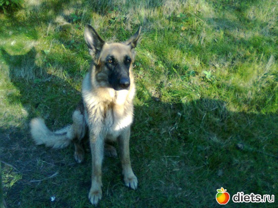 погода природа солнышко, альбом: мои четвероногие друзья