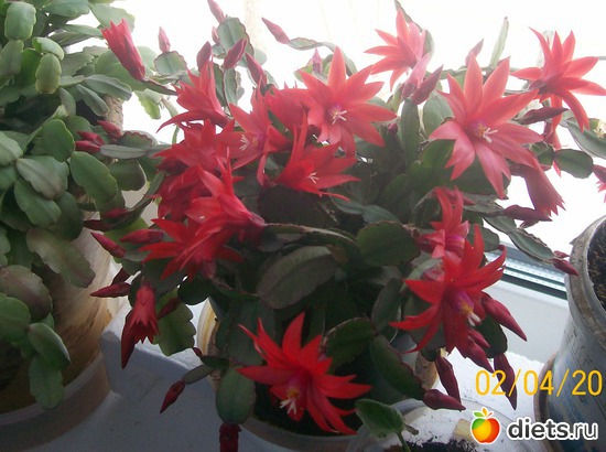 �����������!!!, ������: ��������