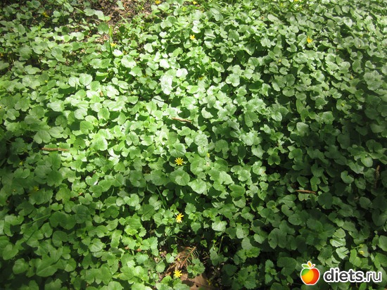 "����" �� ������ ���������, ������: ����� 2012,��������� ����