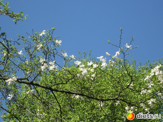 ����� �������, ������: ����� 2012,��������� ����