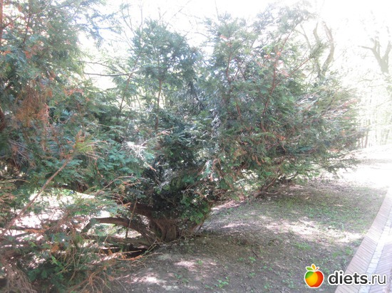 просто красиво, альбом: Весна 2012,Стрийский парк