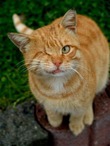 И снова про котов наших меньших