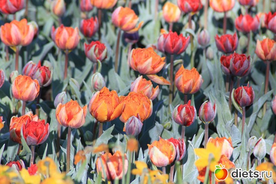 28 ����: ������� �����