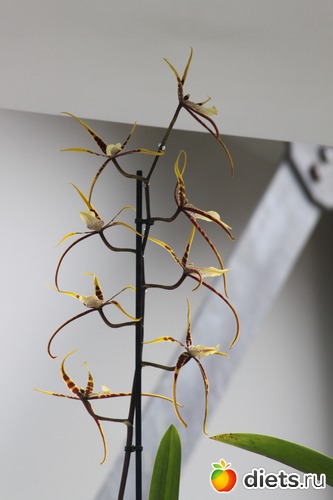 32 ����: ������� �����