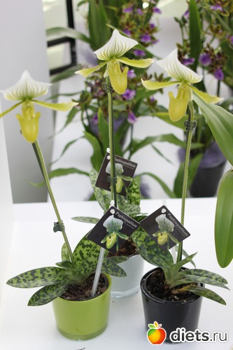 34 ����: ������� �����