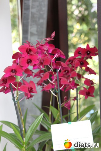 36 ����: ������� �����