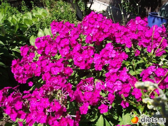 1 фото: Красота нашего сада