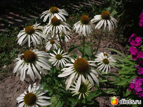 2 фото: Красота нашего сада