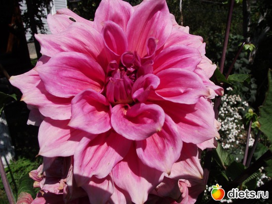 3 фото: Красота нашего сада