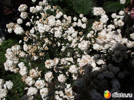 5 фото: Красота нашего сада