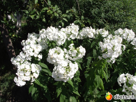 6 фото: Красота нашего сада