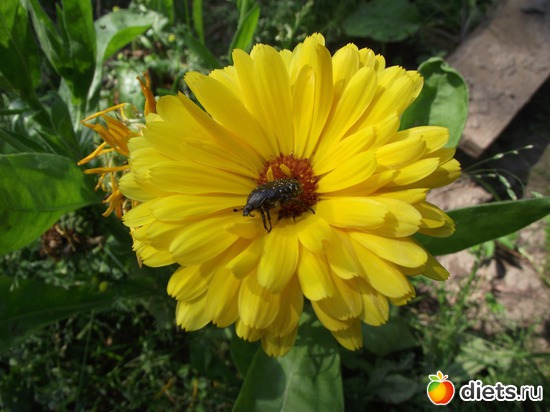 8 фото: Красота нашего сада