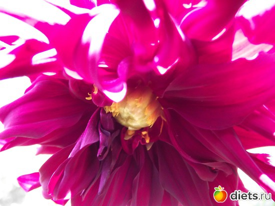 9 фото: Красота нашего сада