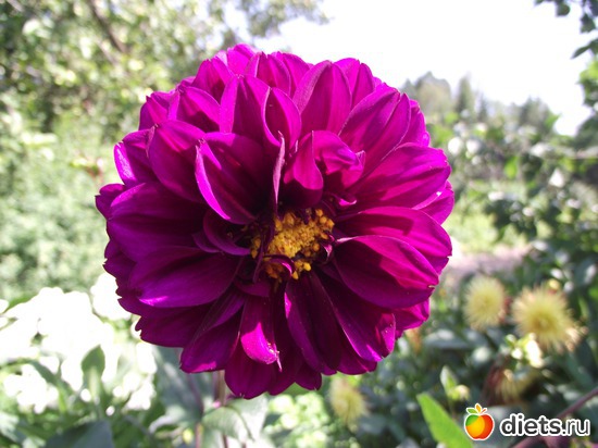 10 фото: Красота нашего сада