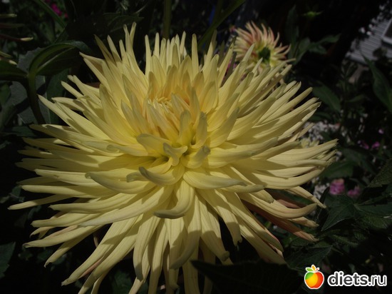 11 фото: Красота нашего сада