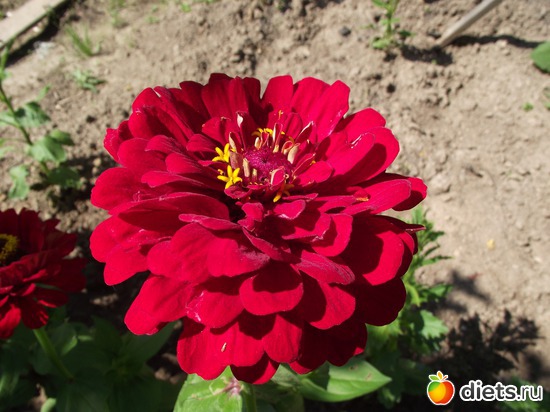 13 фото: Красота нашего сада