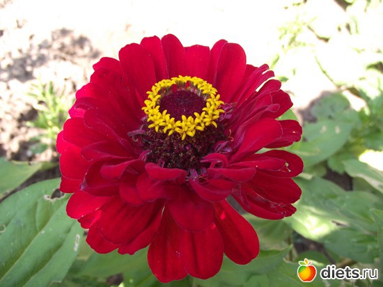 14 фото: Красота нашего сада