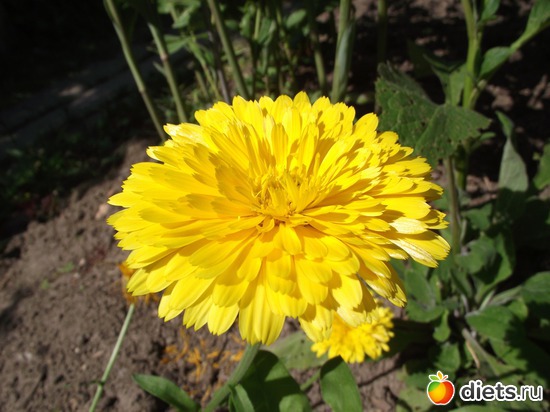 15 фото: Красота нашего сада