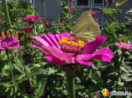 16 фото: Красота нашего сада