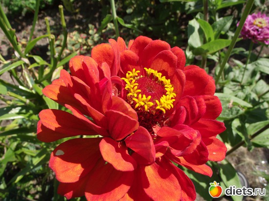 17 фото: Красота нашего сада